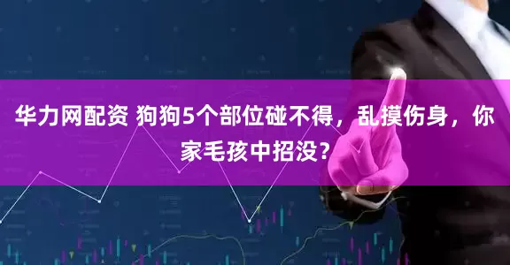 华力网配资 狗狗5个部位碰不得，乱摸伤身，你家毛孩中招没？